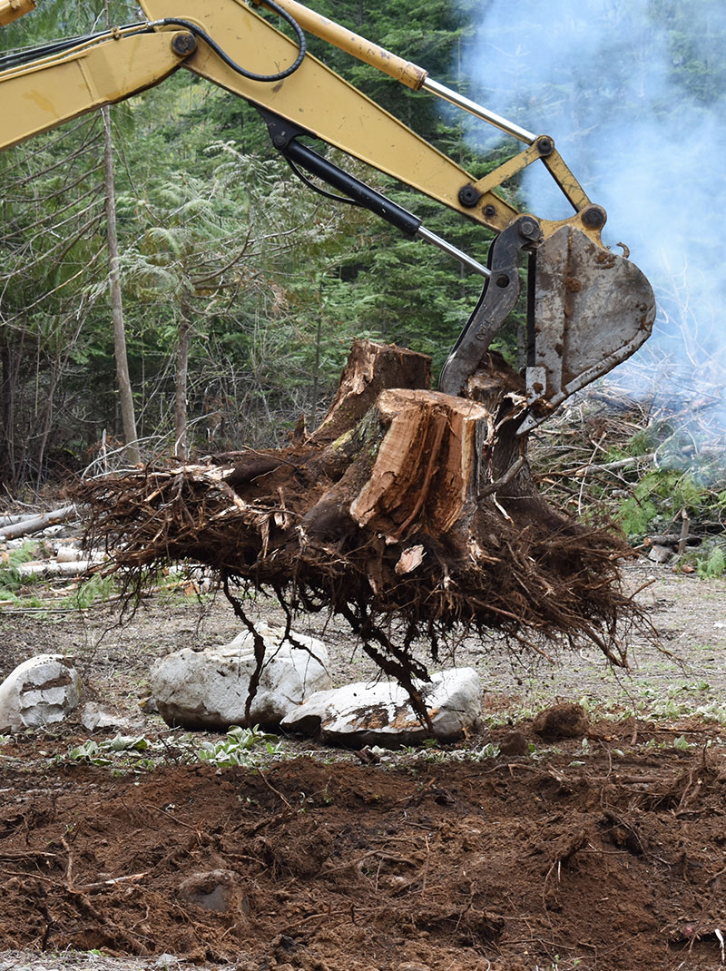 excavation services include tree and stump removal